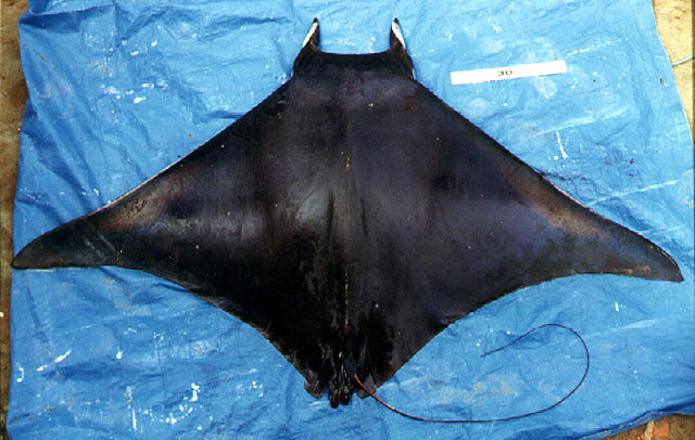 Mobula thurstoni (Lloyd, 1908)